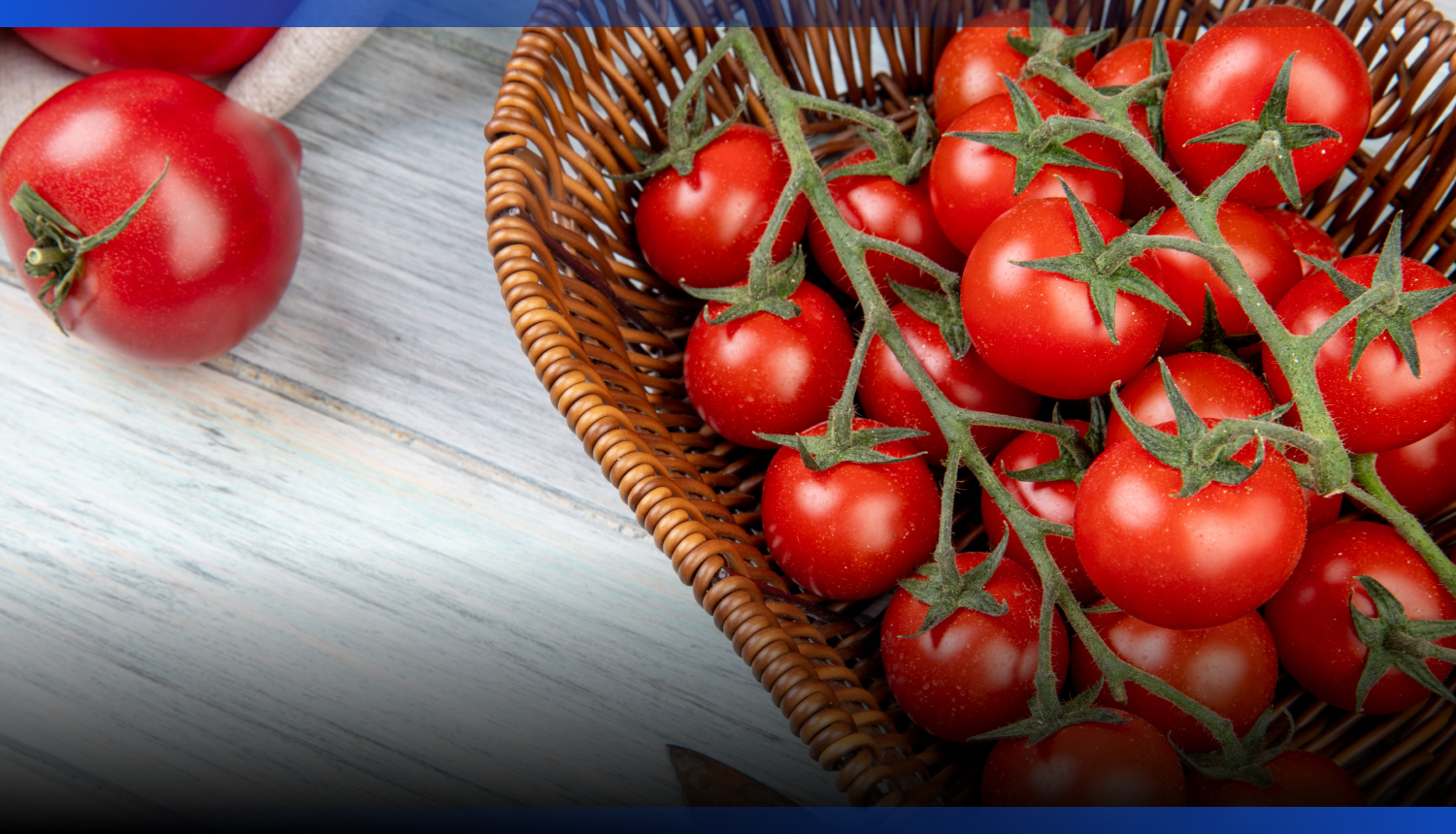 Image for В Шымкенте начали строительство тепличного комплекса на 36 тысяч тонн овощей в год