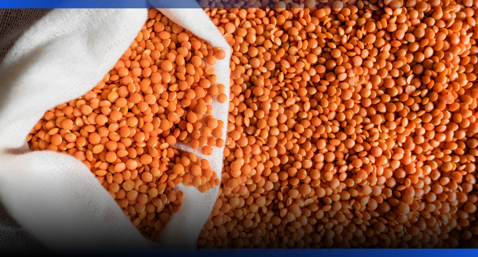 Image for Турция наращивает закуп казахстанской чечевицы